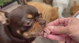 Все получили по немногу вкусненького.