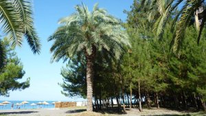 Абхазия,Пицунда,июль 2025г.