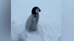 Российские полярники вытащили из ледяного капкана детеныша Императорского пингвина в Антарктиде