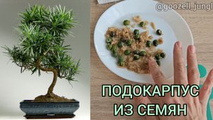 🌲 Сажаю семена ПОДОКАРПУСА 🌲Провела СКАРИФИКАЦИЮ и подготовила их к СТРАТИФИКАЦИИ