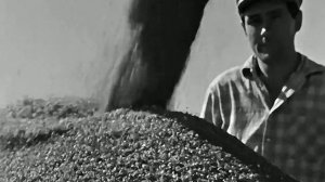 1969 год. Тюменская область. Уборка зерновых