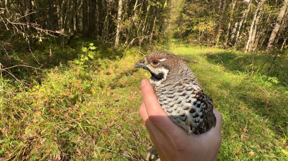 Охота на рябчика 2025 смотреть онлайн