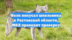 Волк покусал школьника в Ростовской области, МВД проводит проверку