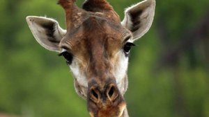 Московский суд запретил публиковать в интернете объявления о продаже жирафов