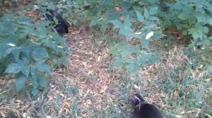Котики на улице.