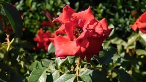 15=09=2025  ник   (33)