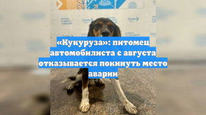 «Кукуруза»: питомец автомобилиста с августа отказывается покинуть место аварии