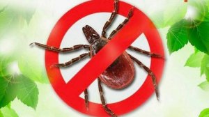 Сейчас сезон атаки клещей, как быстро и просто защититься от них, работает, проверено