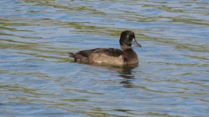 Хохлатая Чернеть_#3, Крылатское, 16 сентября 2025