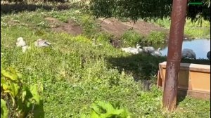 Римма Моксинова йорт тутырып кош-корт асрый