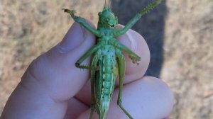 как кузнечик ест землемерку