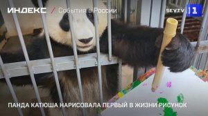 Панда Катюша нарисовала первый в жизни рисунок