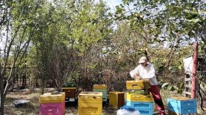 Полынь- народное средство от варротоза! Открыл улей, а он пустой! (((