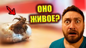 ПРИШЕЛЕЦ ВЫЛУПИЛСЯ ИЗ МЕТЕОРИТА? "Веном" из Панамы стал новой мировой уфологической загадкой