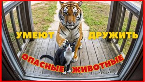 Опасные Животные Попались | Невероятные Моменты Дружелюбия в Дикой Природе!
