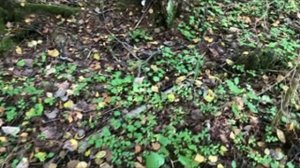 Осенний поход в лес