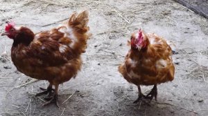 Брянские предприниматели поборются за победу в конкурсе «25 легендарных фермеров»