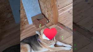 1000034748.mp4 (Собака наблюдает за устройством откосов у оконных проёмов в м/комнате дома А-фрейм)