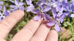 Флокс растопыренный (Phlox divaricata) в нашем саду 2025