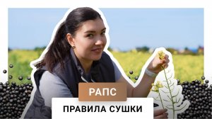 Уборка и сушка рапса | Особенности горючей культуры