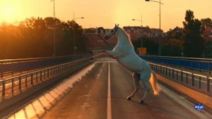 Белые крылья разлуки