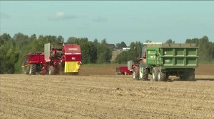 Аграрии приступили к сбору картофельного урожая в Вологодской области