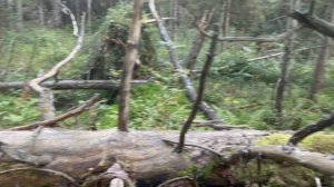 Бурелом - так называются места в лесу где много поваленных деревьев.