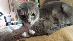 Авторская песня "Прошлая жизнь моей кошки"