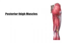 Задние мышцы бедра