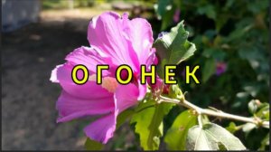 Огонек