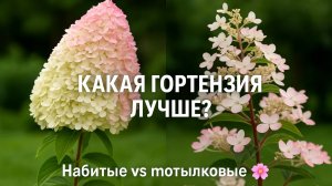 Какая гортензия лучше для сада? Отличия набитых и мотыльковых соцветий.