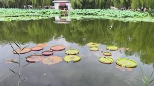 Китай. Лотосы в парке Юаньминъюань в Пекине