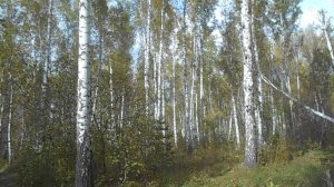В ЛЕС ЗА ЗЕМЛЕЙ НАША СИБИРСКАЯ ПРИРОДА