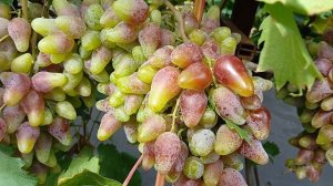 Интересный Оскар. Ватсап 89891221951