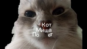 Edit Cat #3 | Едит кот #3