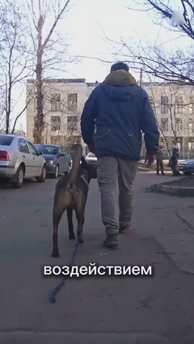 Собака не слушается на улице? Генерализация навыков + Дрессировка в городе для непослушных собак смотреть онлайн