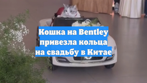 Кошка на Bentley привезла кольца на свадьбу в Китае