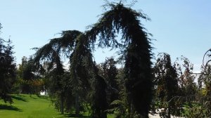 17=09=2025  КРАСНОДАР  ПАРК  ГАЛИЦКОГО.   (48)