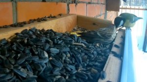 обед у птичек