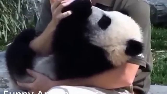 Смешные животные