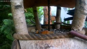 Новая кормушка