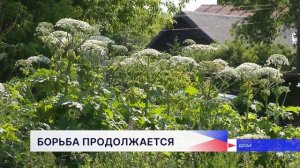Команду по борьбе с борщевиком предлагают создать депутаты Законодательного Собрания региона