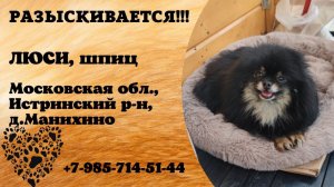 Пропала собака! ЛЮСИ, шпиц. Московская обл., Истринский р-н, д.Манихино.