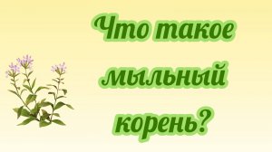 Что такое мыльный корень