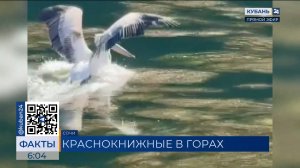 Редкого кудрявого пеликана заметили на озере в горах Сочи