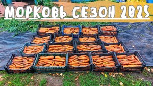 Уборка урожая МОРКОВИ сезон 2025! ОГОРОД в ДЕРЕВНЕ!