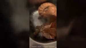 ПРИКОЛЫ С ЖИВОТНЫМИ