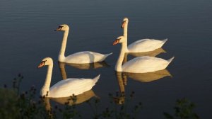 Летний Променад маршрут Рязань Маяк