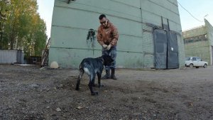 Учим собаку трюку "круть/верть".