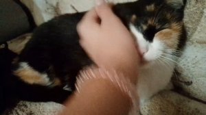 Строим домик.